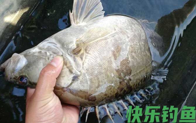 鳜鱼