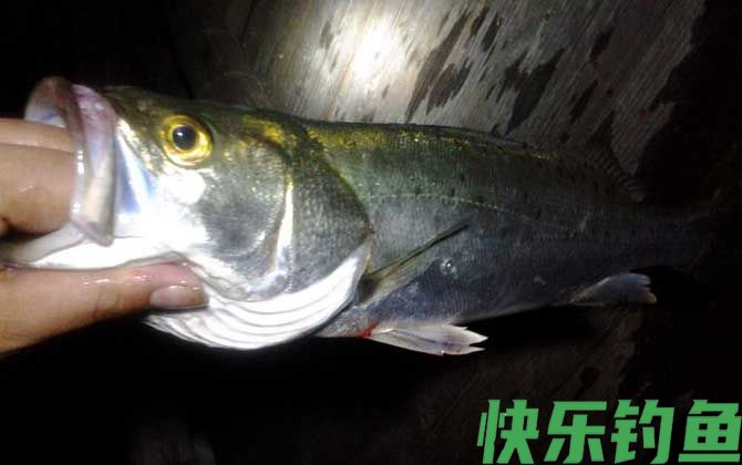 鲈鱼