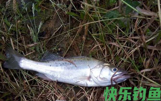 鲈鱼