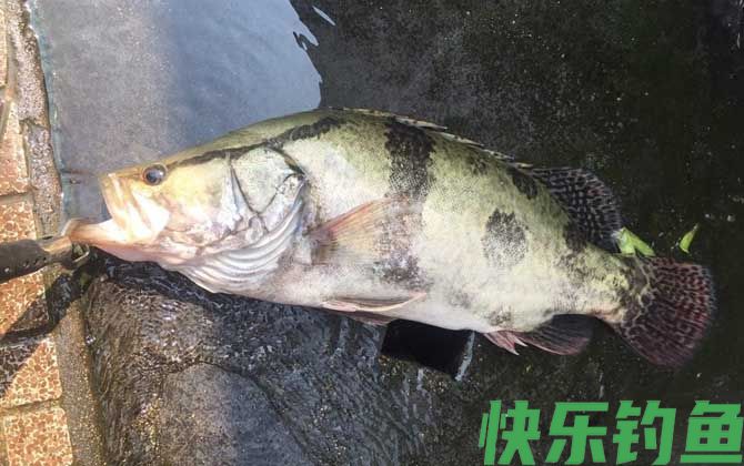 钓鳜鱼