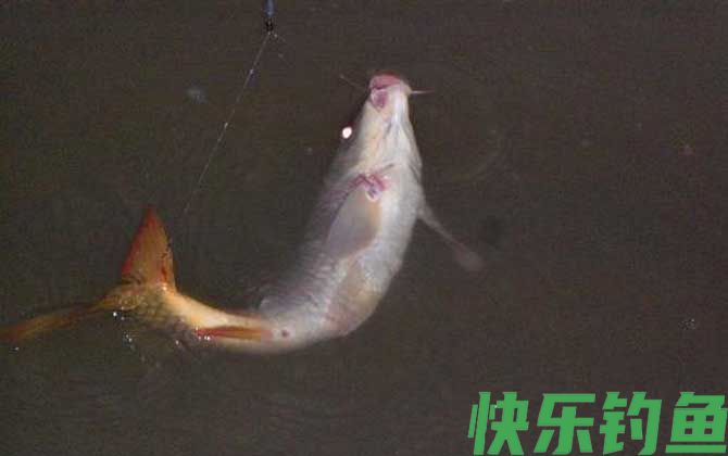 钓鲤鱼