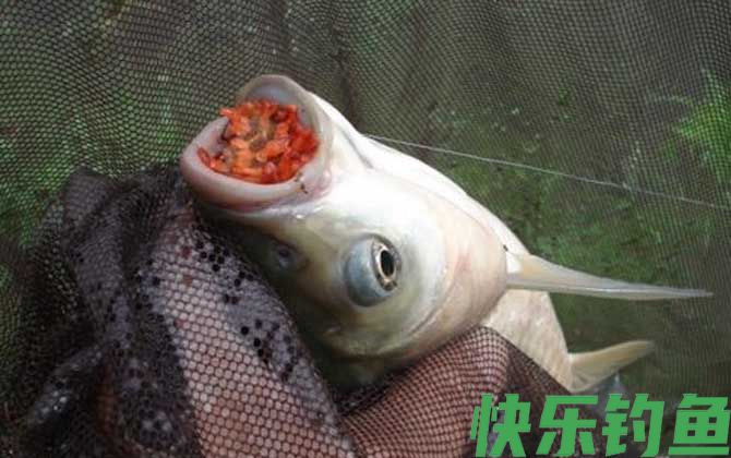 钓草鱼