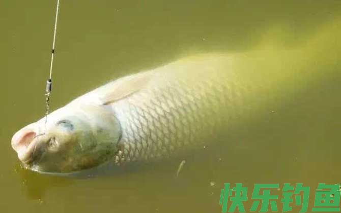 钓草鱼