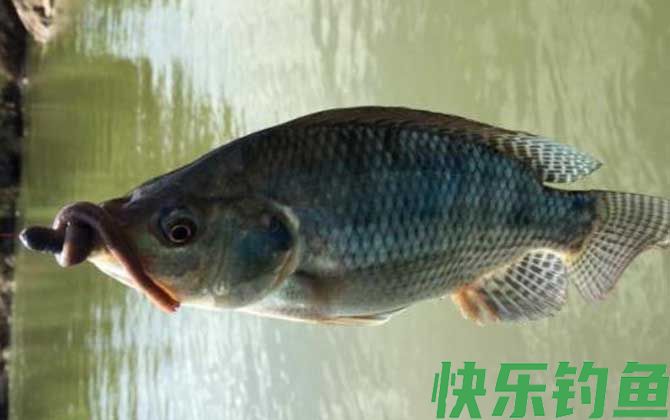 钓罗非鱼