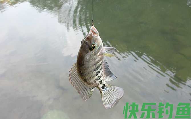 钓罗非鱼
