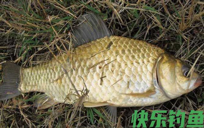 野钓鲫鱼