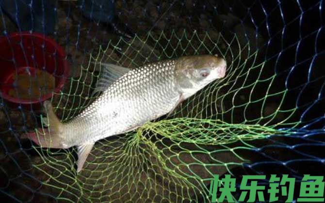 钓土鲮鱼