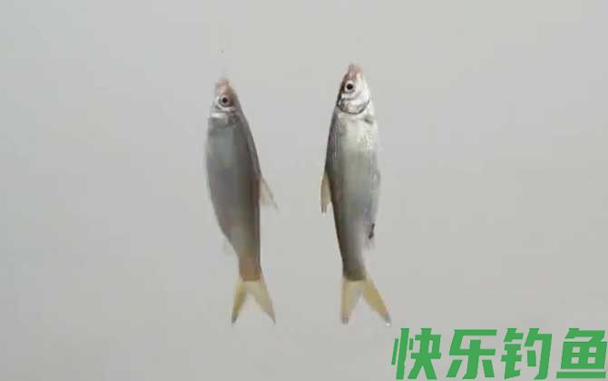 钓鲴鱼