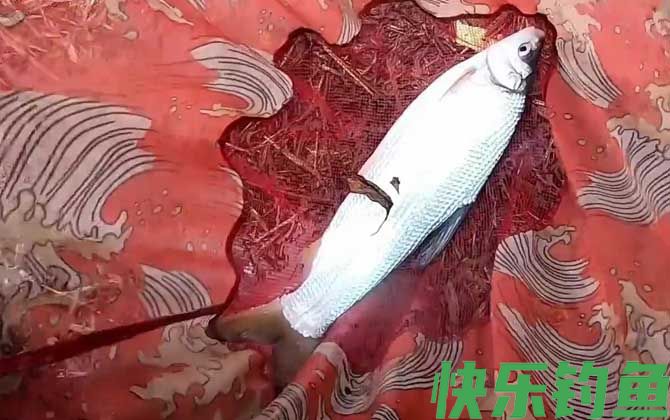钓鲴鱼