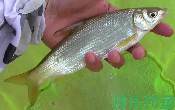 钓鲴鱼