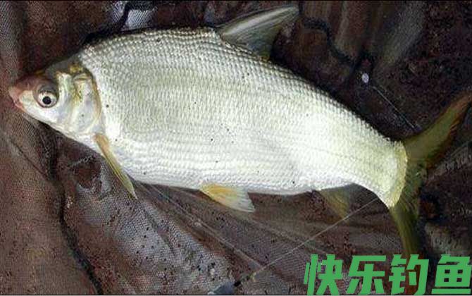 黄尾鱼