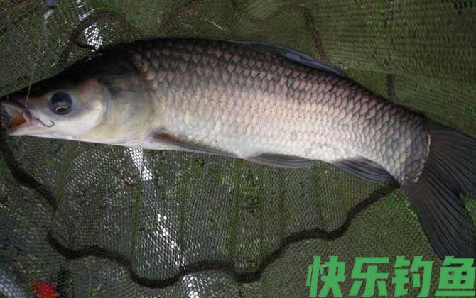 青鱼
