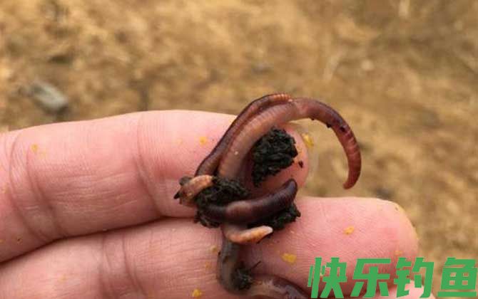 蚯蚓怎么穿