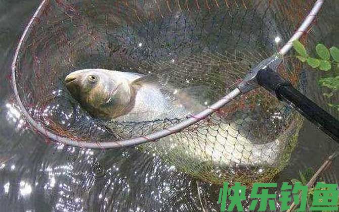鲢鳙