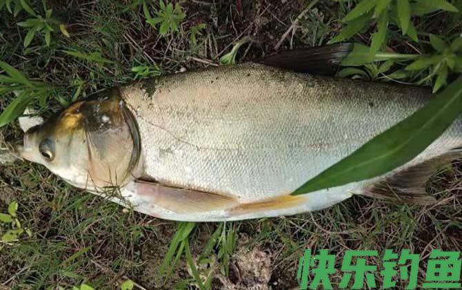 鲢鳙