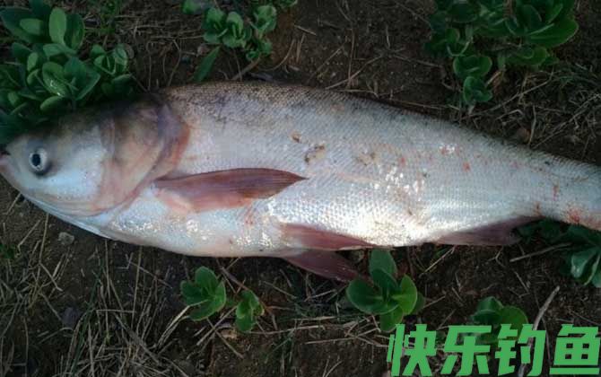 鲢鳙