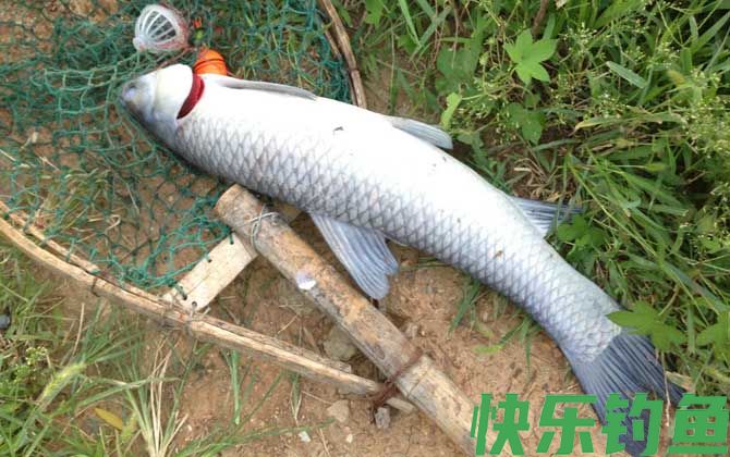 钓青鱼