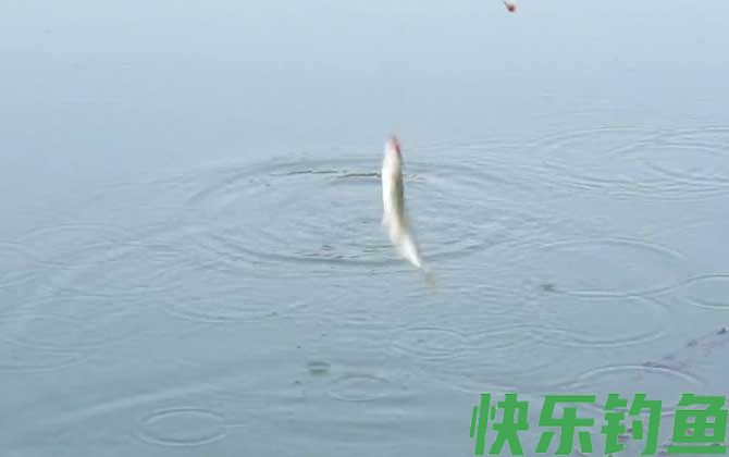 钓白条鱼