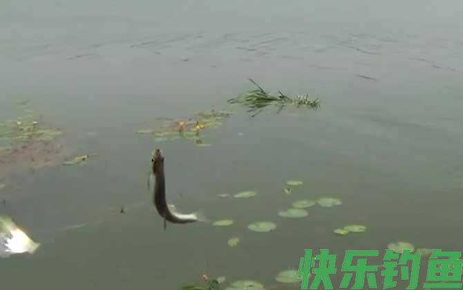 钓白条鱼