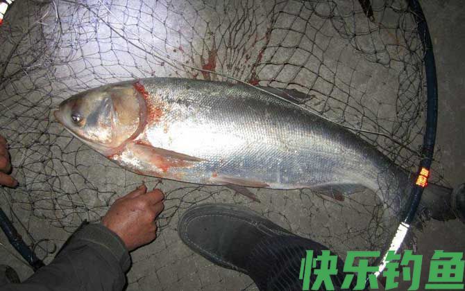 钓鲢鳙鱼
