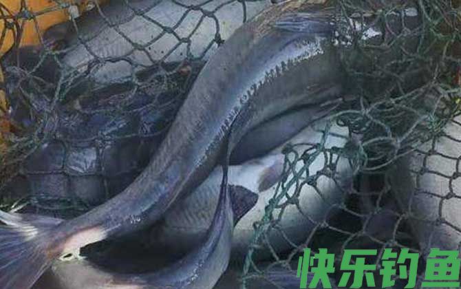 叉尾鱼