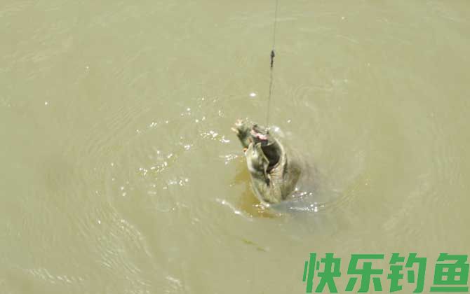 钓甲鱼