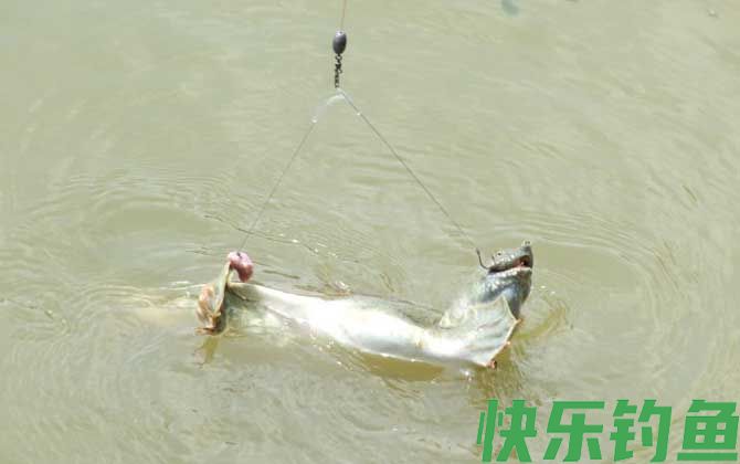 钓甲鱼