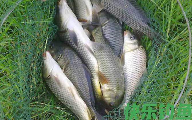 钓鲤鱼