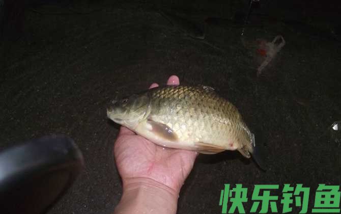 晚上钓鱼