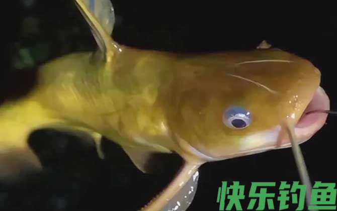 钓黄颡鱼
