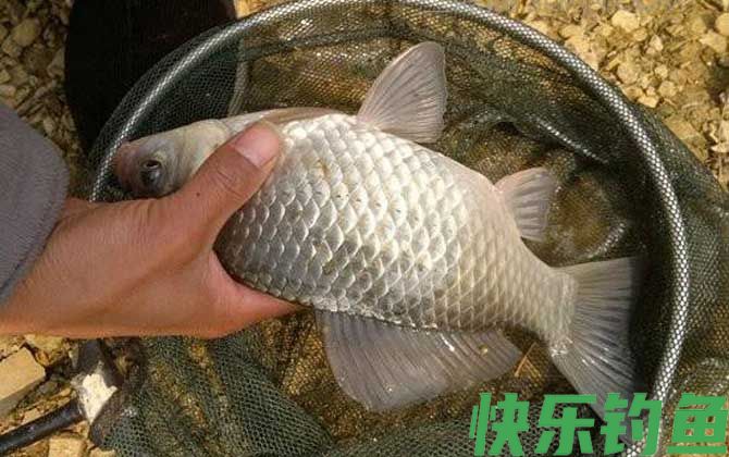 春季野钓鲫鱼