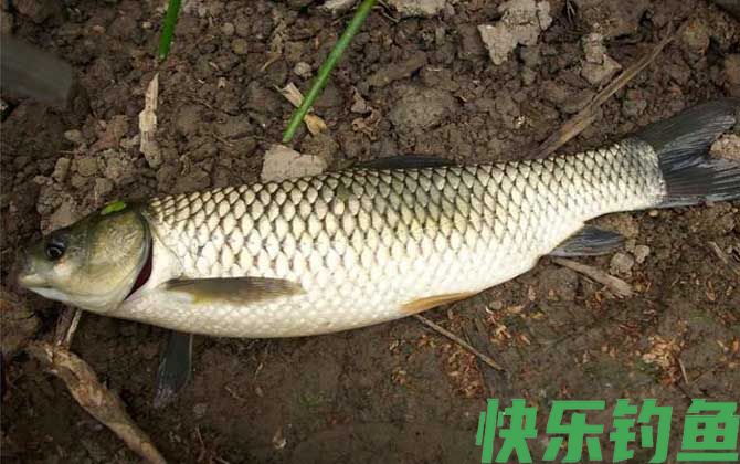 草鱼
