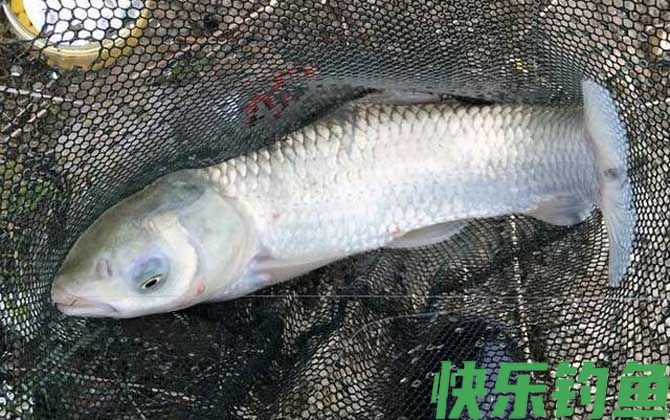 草鱼