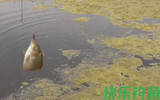 早春钓鱼