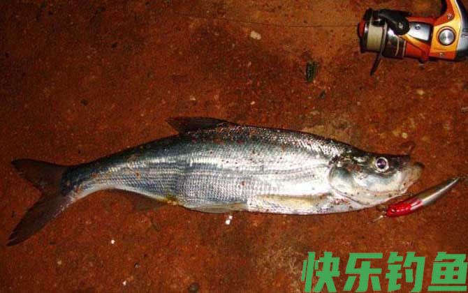 钓翘嘴鱼