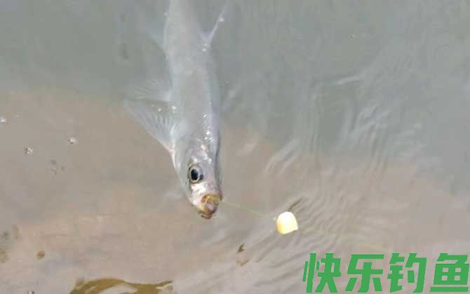 钓翘嘴鱼