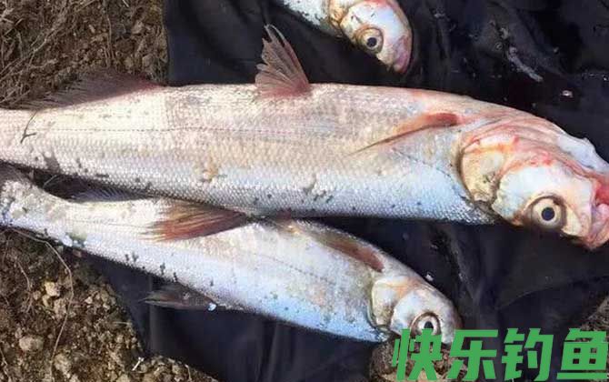 钓翘嘴鱼