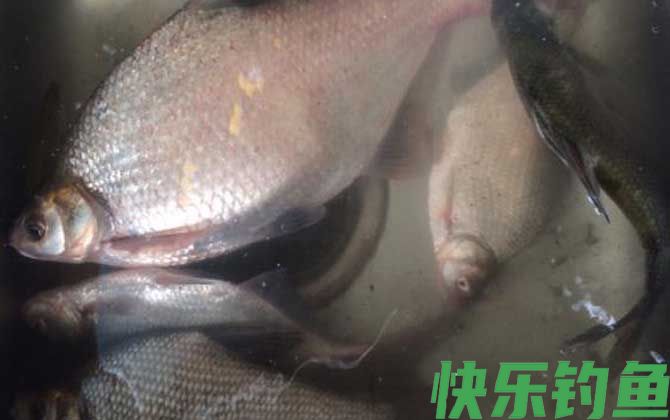 钓鳊鱼
