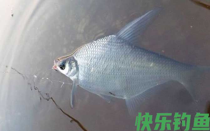 钓鳊鱼
