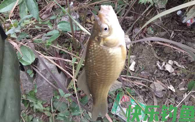 野钓鲫鱼