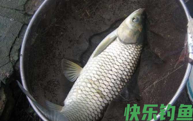 草鱼