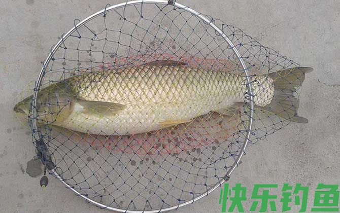 草鱼