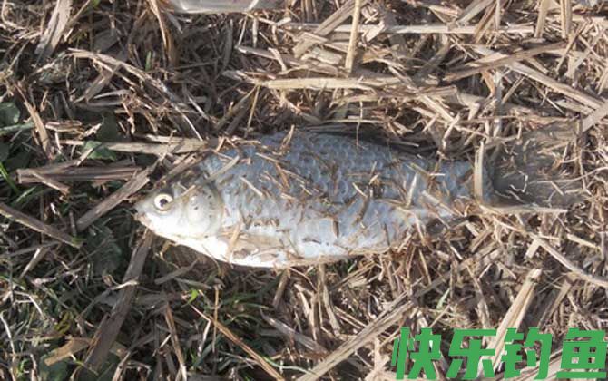 野钓鲫鱼