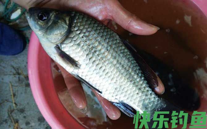 野钓鲫鱼