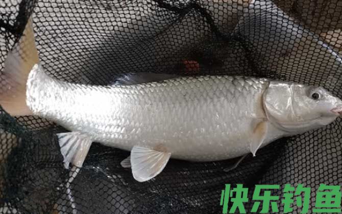 钓土鲮鱼