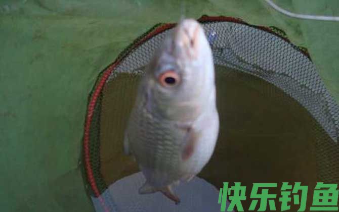 钓土鲮鱼