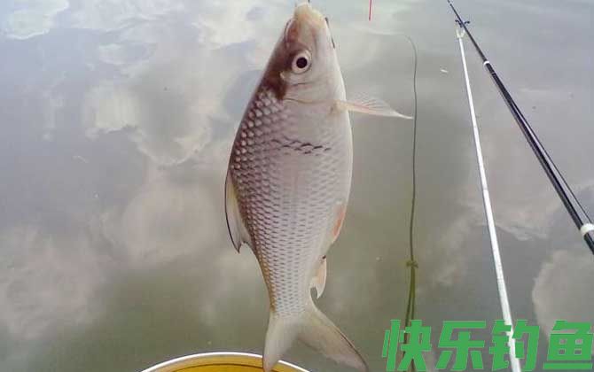钓土鲮鱼