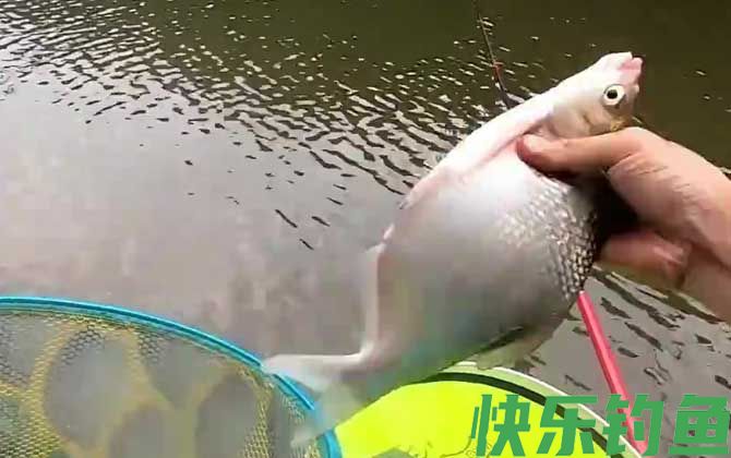 鳊鱼