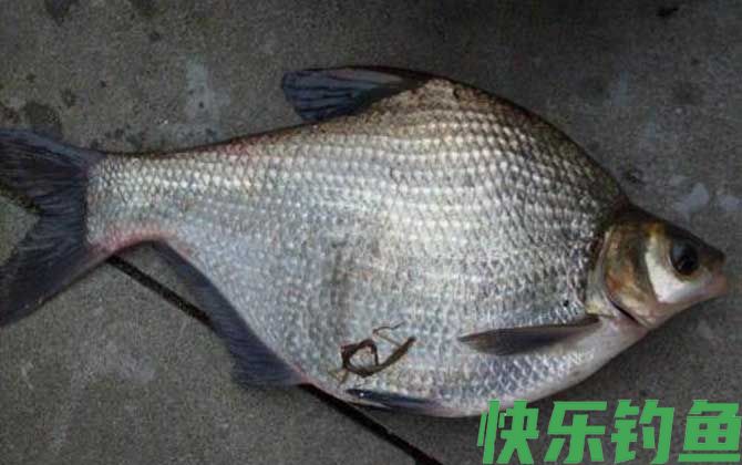 鳊鱼
