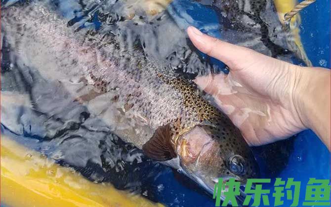 虹鳟鱼